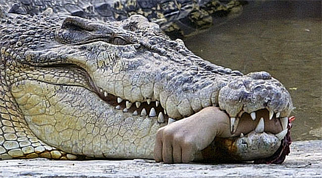 crocodilehand.jpg